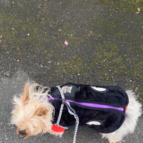 老犬は爪の血管が伸びる?の画像