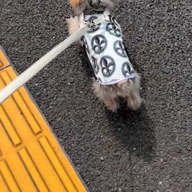後ろ足がまた弱くなってきましたの画  像