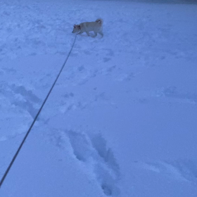 雪のお散歩の画像