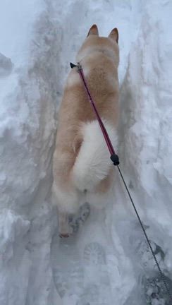 又、雪ですがの記事動画