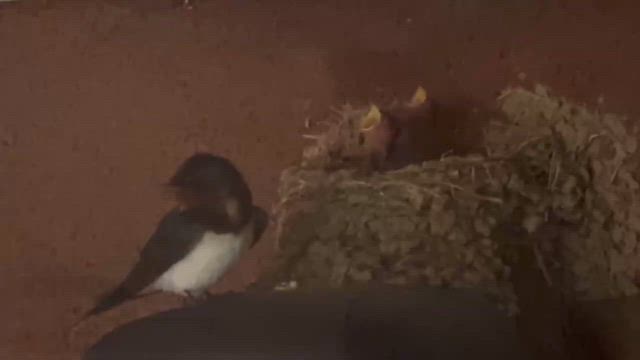 ヒナが顔だしましたの記事動画