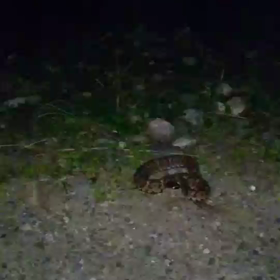 蛇に遭遇の画像