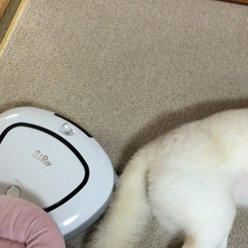 どうなんでしょ？の画像