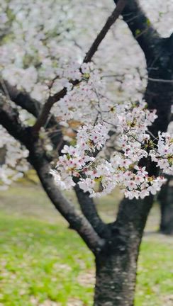 イマココ。"感じられる"しあわせ。の記事動画