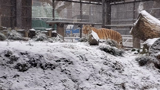 雪が似合う動物の記事動画