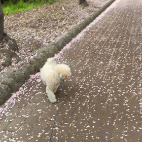 ピンクの絨毯の画像