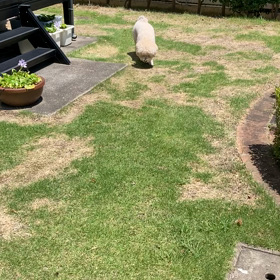 ミミズの画像