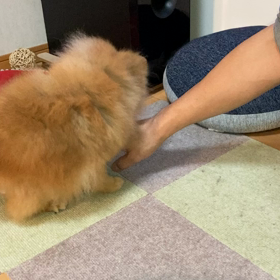 動くミラちゃん(*'▽'*)の画像