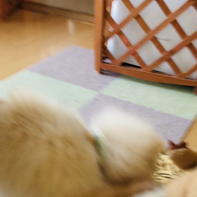 お気に入りの画像