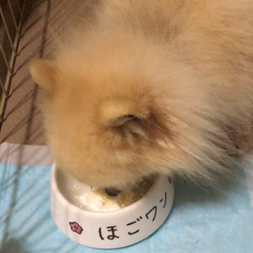 お知らせ(u_u)の画像
