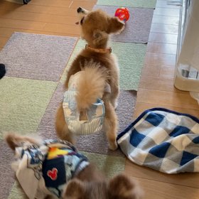 オモチャで遊んだ^o^の画像