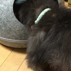オモチャ、大好き♥︎の画像
