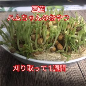 豆苗　ハムちゃんのおやつ編（＾_＾）の画像