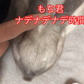 ミニウサギ【もち君】お世話編（＾_＾）の画像