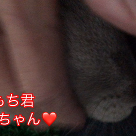 ハムちゃん【寝てるので】ミニウサギ【もち君】甘えん坊の画像