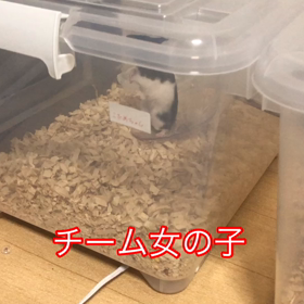 ハムちゃんのチーム分けする事には意味があるの画像