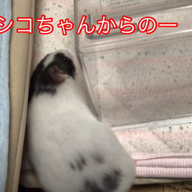 今日はハムちゃん【サシコ　アルちゃんコンビ】の画像