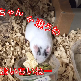 ハムちゃん【マロ君】アルちゃんと間違えるの画像