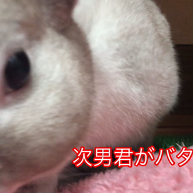 ミニウサギ【もち君】びびる（＾_＾）の画像