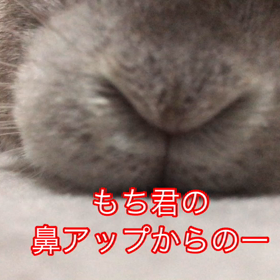 ミニウサギ【もち君】お鼻アップの画像
