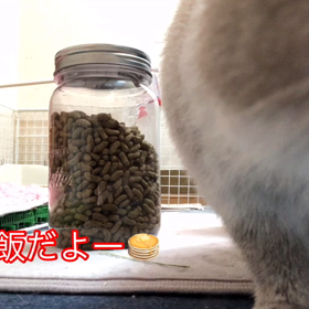 ミニウサギ【もち君】朝ご飯編の画像