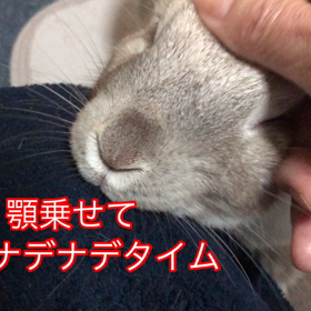 ミニウサギ【もち君】可愛い顔ですの画像