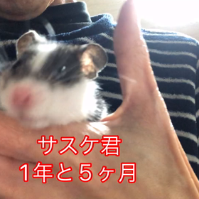 オヤジとハムちゃん【サスケ君】の画像
