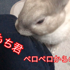 ペロペロからのーミニウサギ【もち君】の画像