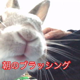 ミニウサギ【もち君】ブラッシングの画像