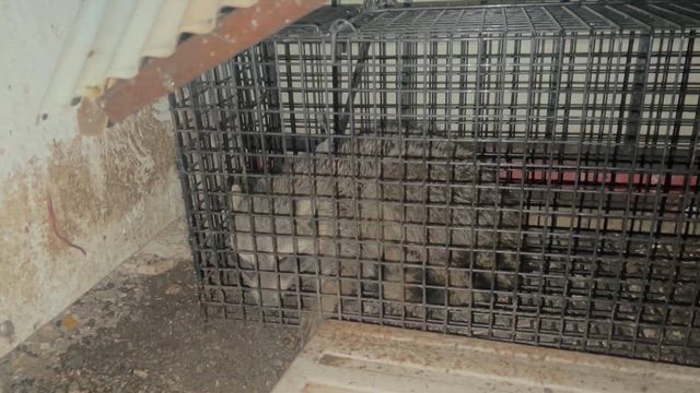 アライグマ捕獲の記事動画