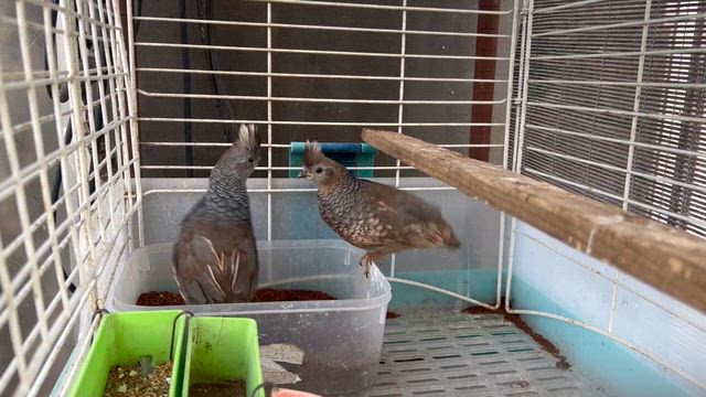 アライグマ捕獲の記事動画