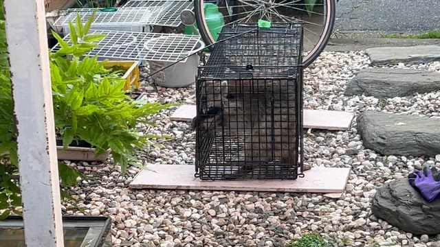 本年3頭目のアライグマ捕獲の記事動画