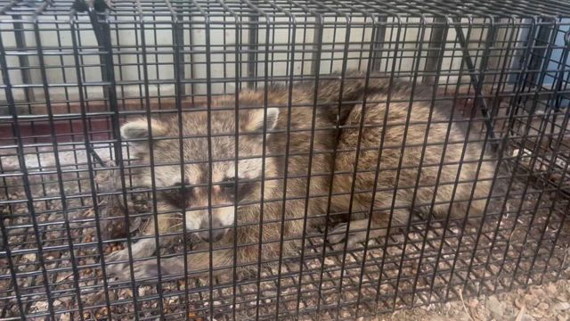 アライグマ捕獲の記事動画