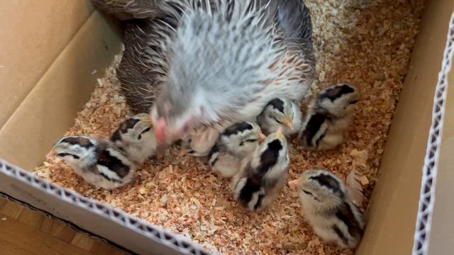 　Sさんへの記事動画