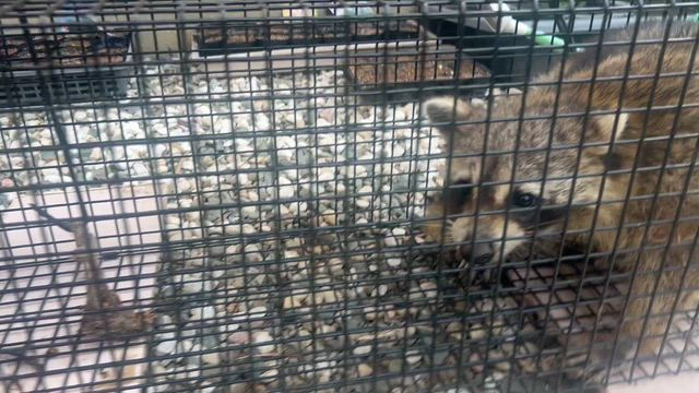アライグマ捕獲の記事動画