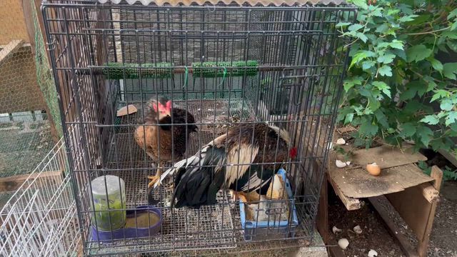 本年3頭目のアライグマ捕獲の記事動画