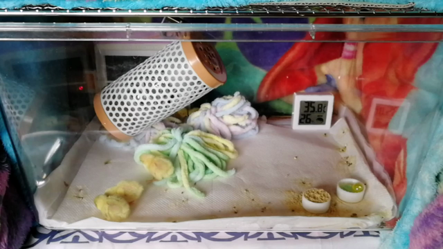雛の飼育ケースの記事動画