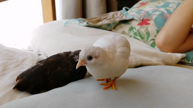 ヒメウズラのなつき方の記事動画