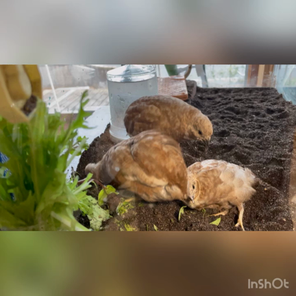 リラちゃんありがとう…の記事動画