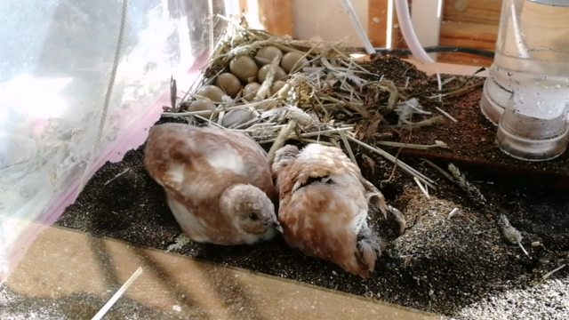 うずらの砂浴びは安全?の記事動画
