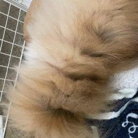 息抜きうずら。の画像