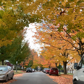 紅葉ドライブの画像