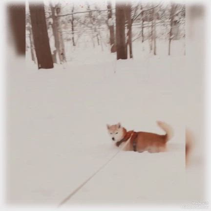 雪ん歩の記事動画