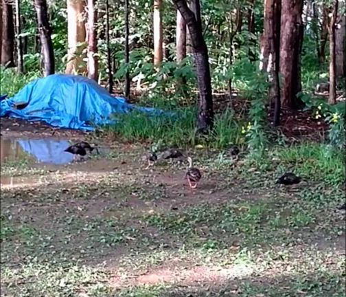 不動柴の記事動画