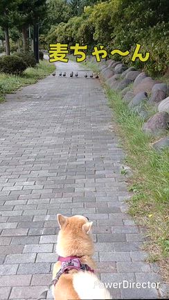 ありがとうございましたの記事動画