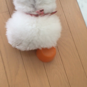 コップの中のおやつの画像