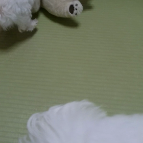 続きの画像