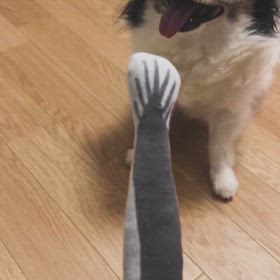 リントの経過の画像