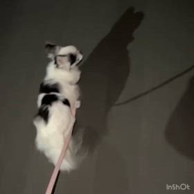 アレルギーの画像
