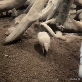 カワスイの画像